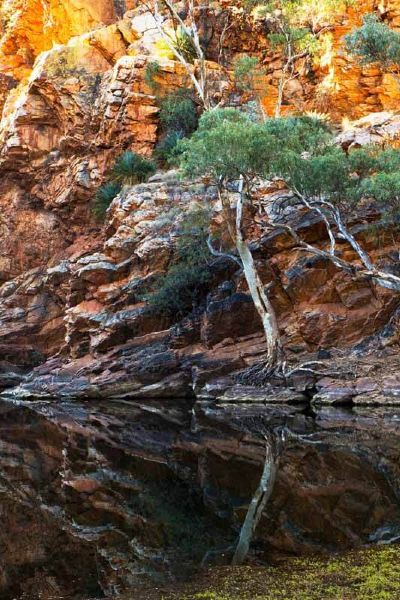 Trees by the water